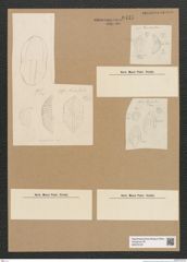 Diatomeae indet. Zeichnungen Sammlung Grunow Nr. 6437 (NHMW-BOT-W0375123)